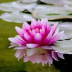 Transformeer je tuin met een zwemvijver