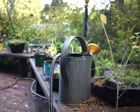 Wanneer moet je in je tuin aan het werk voor een mooie bloemenpracht